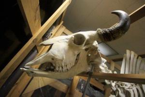ungulate skeleton NY state museum
