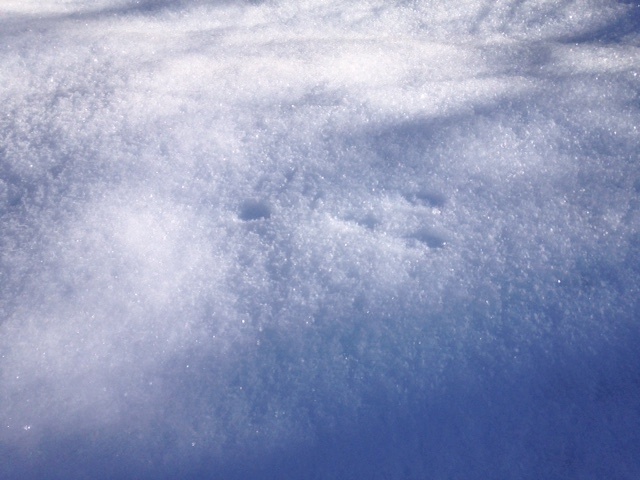 Eastern cottontail rabbit tracks in the snow. 
